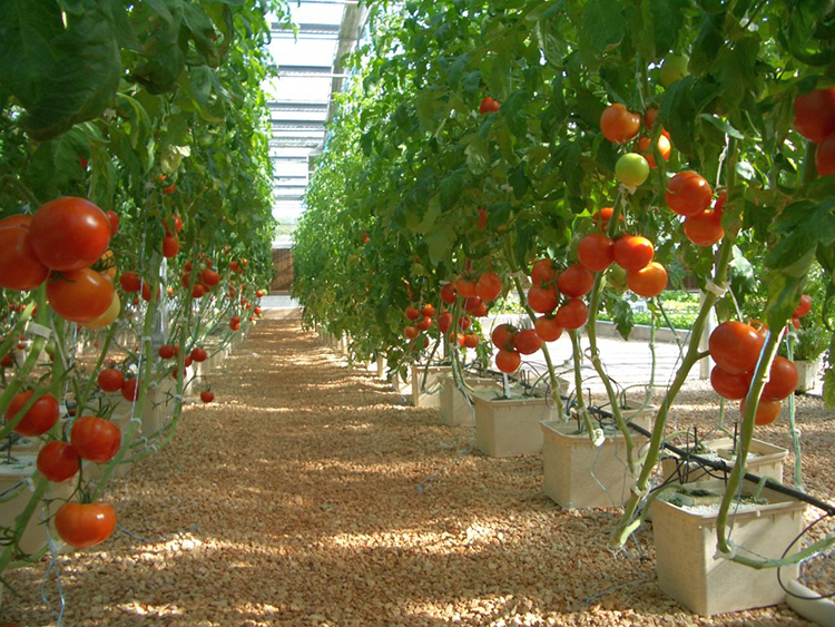 دلو هولندي للزراعة المائية العميقة من البلاستيك من Aquaponic