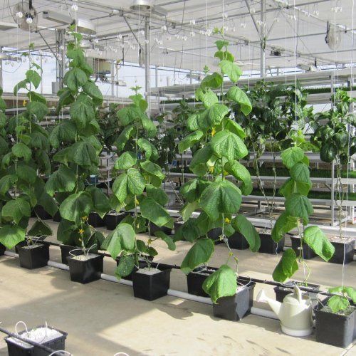 دلو هولندي للزراعة المائية العميقة من البلاستيك من Aquaponic